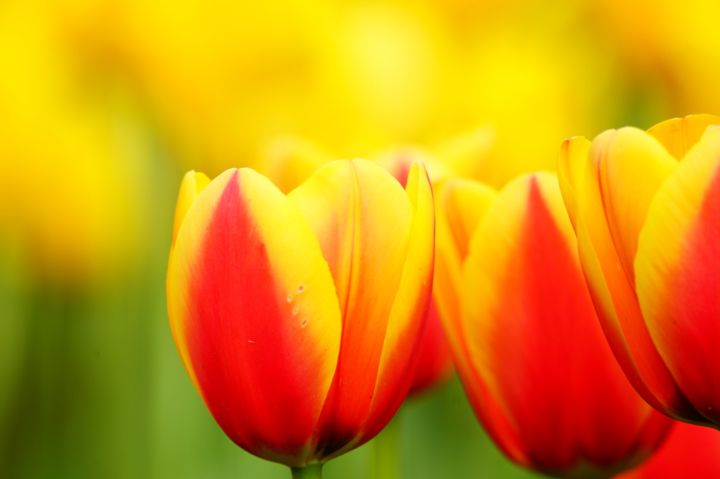 秦野戸川公園 チューリップ 2016 4/9 DSC08134