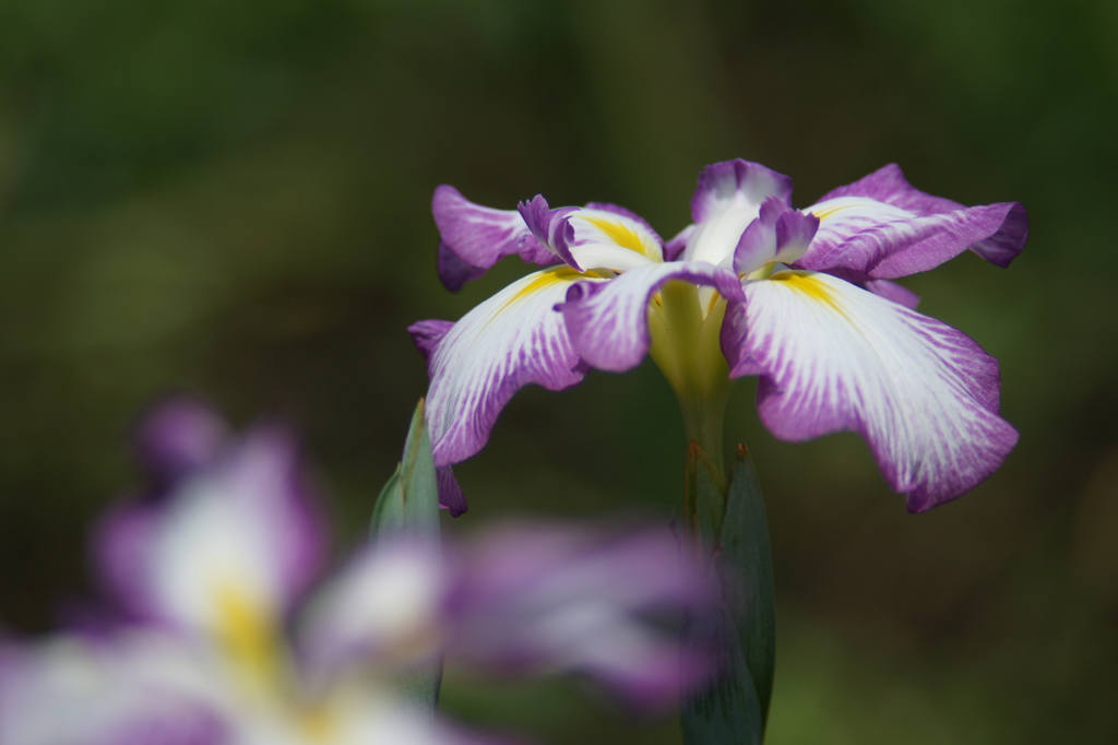 横須賀菖蒲園にて 6/6 DSC00967