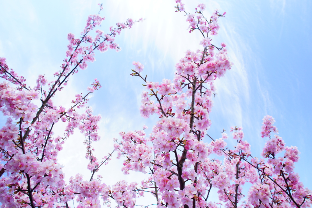 空高く枝を伸ばす河津桜 ②