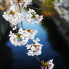 朝陽を浴びる桜と川面の陰影 ③