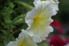 途中下車のぶら散歩 6/3 ③　PICT2713