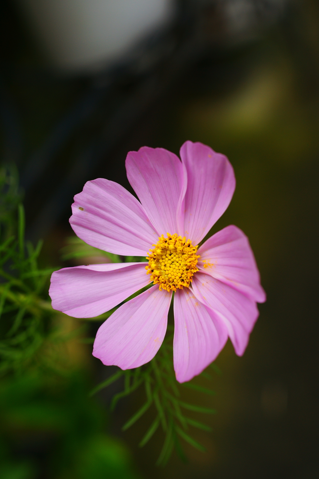 ぶら散歩 腰越 9/27 DSC06858