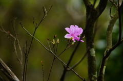 北鎌倉 ぶら散歩 2016 4/10 DSC08672