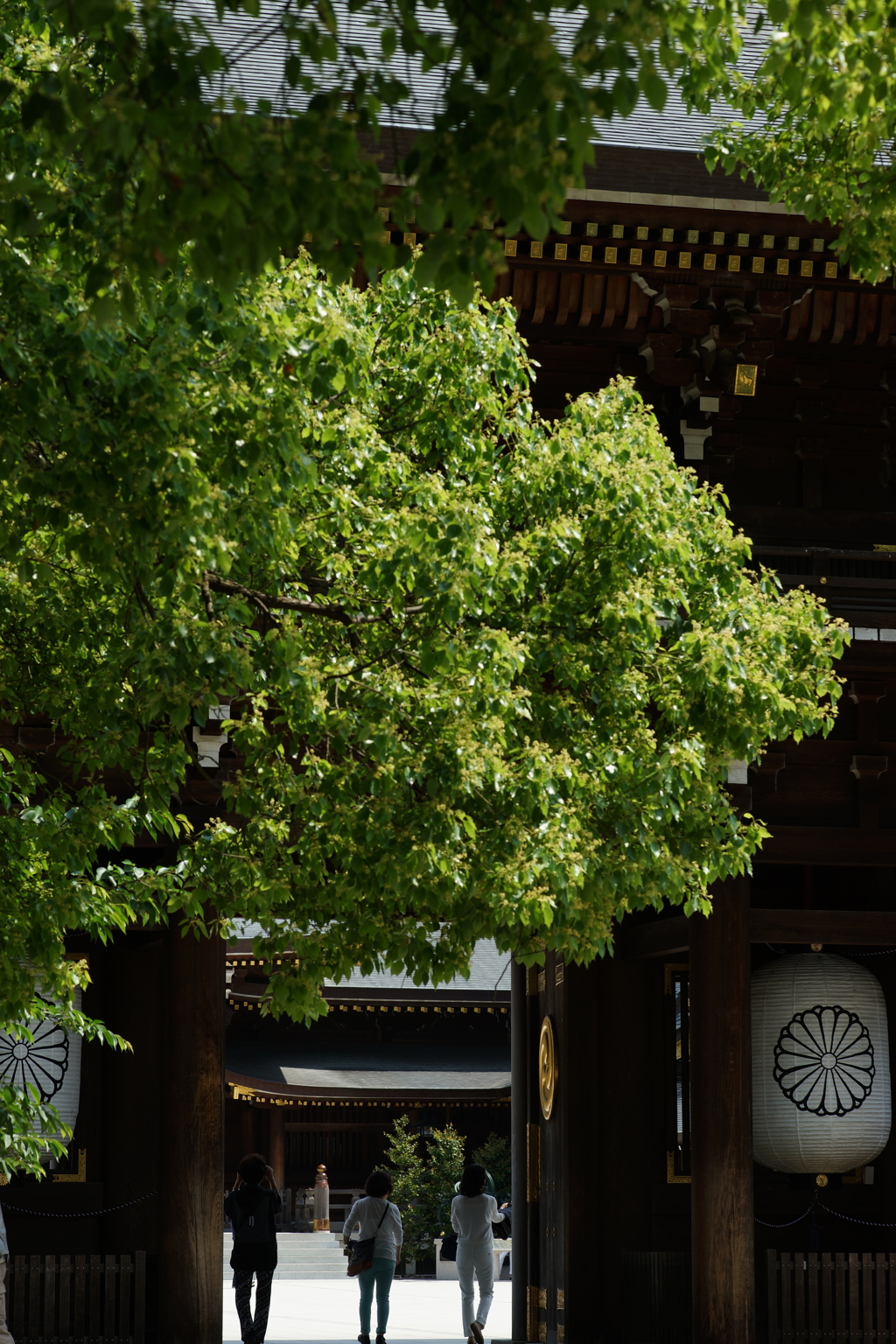 寒川神社へ 2016 5/15 DSC02067
