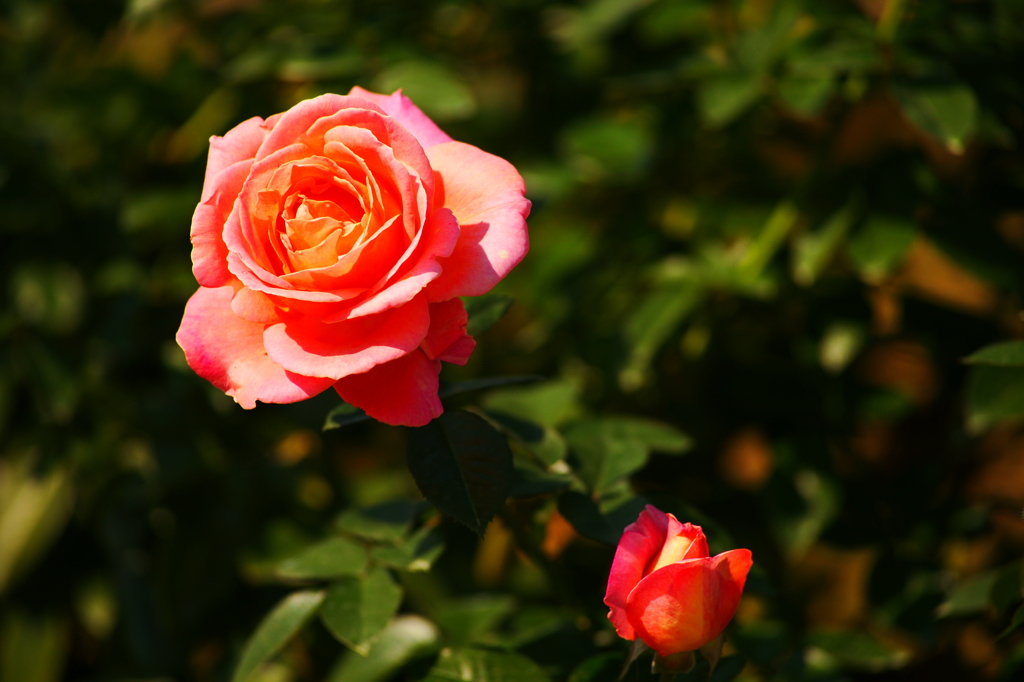 秋のバラフェスタ 神代植物公園 2015 10/12 DSC08519