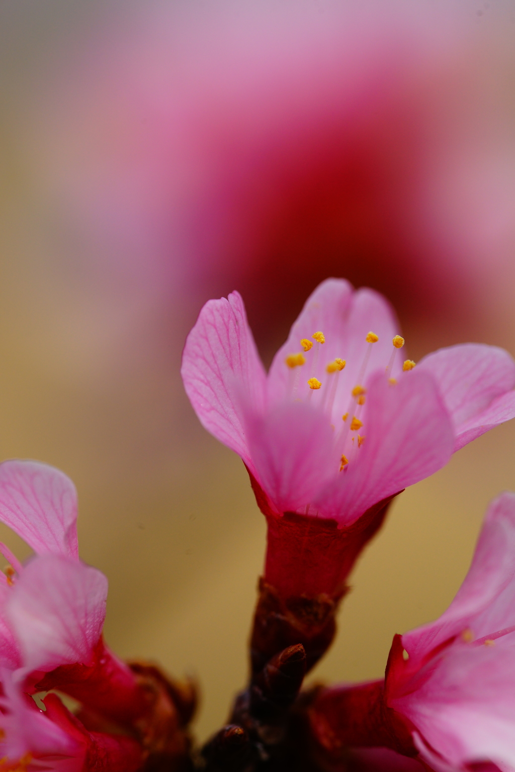 春色～オカメ桜～②