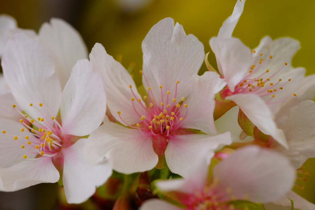 玉縄桜 ②