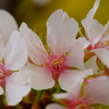 玉縄桜 ②