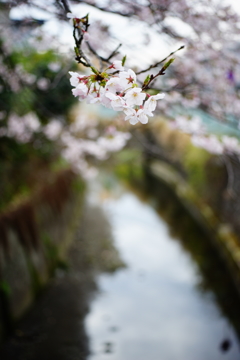 桜 2016 4/2 DSC07401