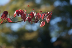 ぶら散歩 神奈川県立あいかわ公園 2015 11/3 DSC00031