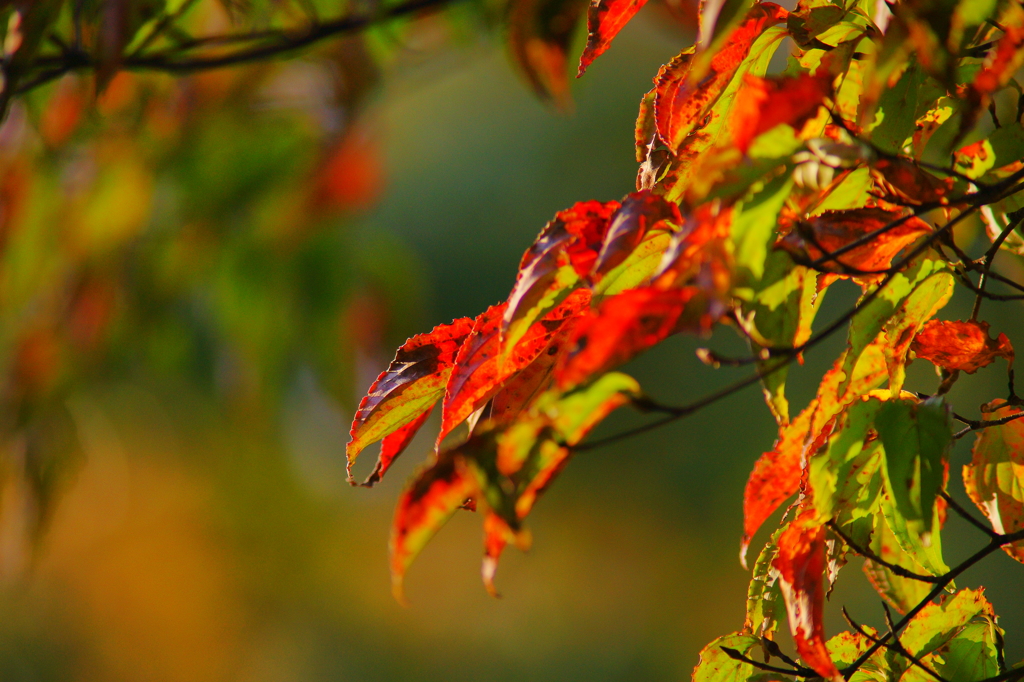 ちょっぴり紅葉狩り ぶら散歩 箱根 2015 10/31 DSC09377