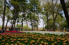 いざ、国営ひたち海浜公園 2016 4/23 DSC05649