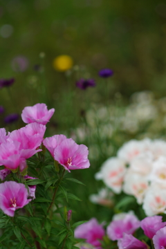 谷戸の花 2016 5/28 DSC03440