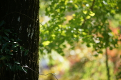 ぶら散歩 神奈川県立あいかわ公園 2015 11/3 DSC09788