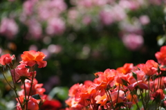 プリンセス ミチコ 2016 5/15 DSC08698