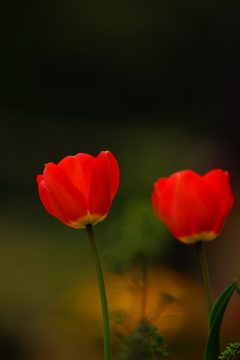 鎌倉中央公園 ハナモモ 2016 4/10 DSC08541