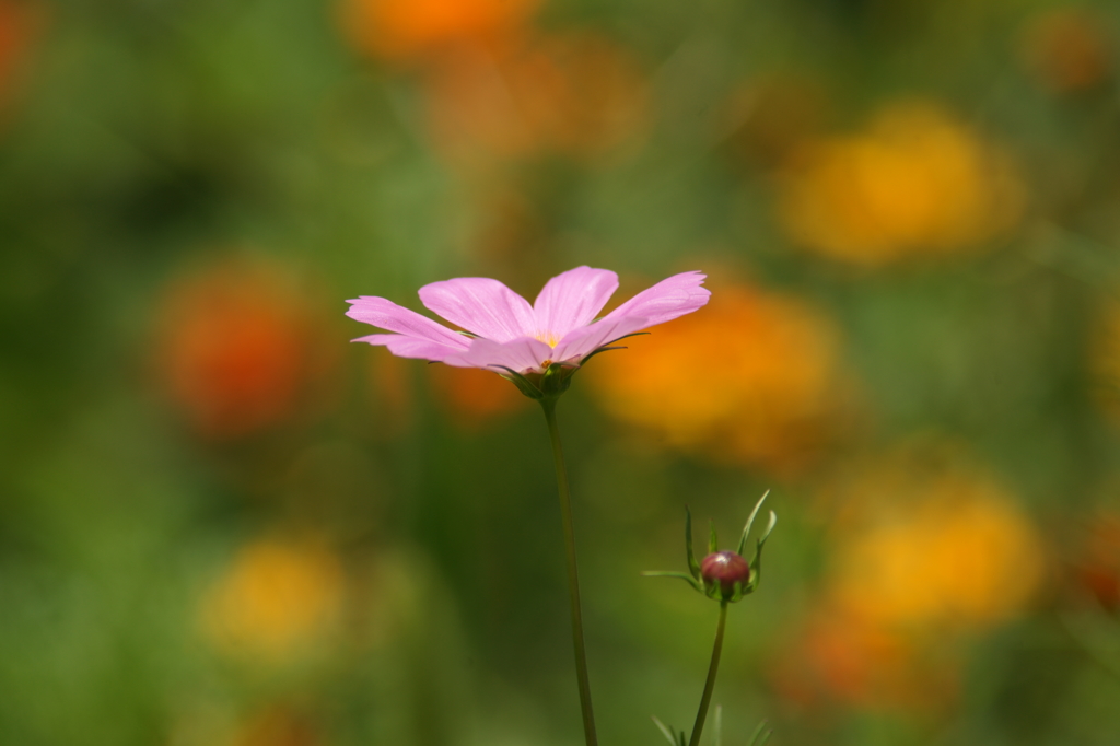 ぶら散歩 7/20 DSC03022