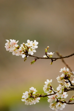 玉縄桜 ⑦