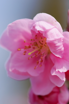 ハナモモ 花菜ガーデン 2016 3/5 DSC03409