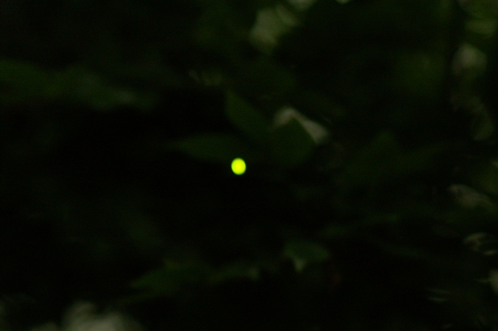 初蛍 2016 5/22 PICT9941