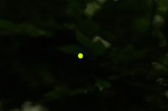 初蛍 2016 5/22 PICT9941