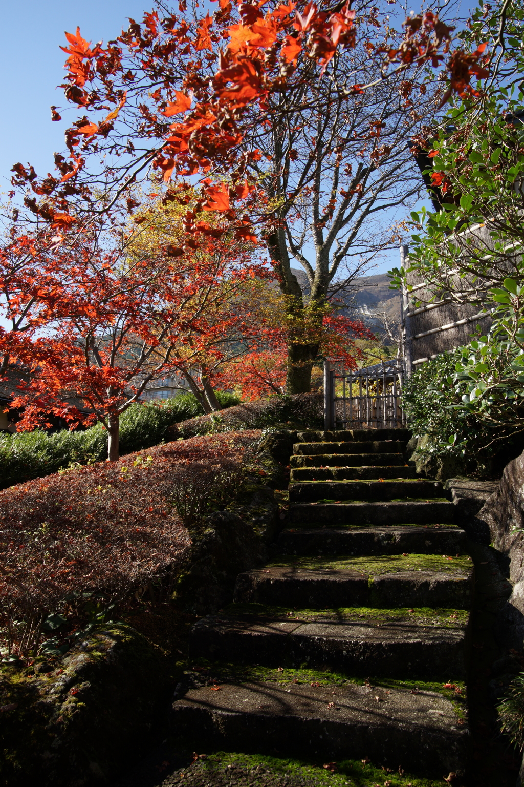 箱根美術館 ぶら散歩 2015 11/21 DSC01717