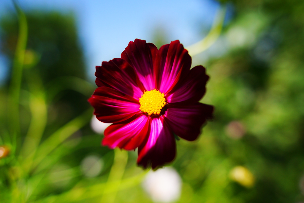 ぶら散歩 花菜ガーデン 10/3 DSC07236