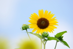 夏の花 2016 7/31 DSC00188