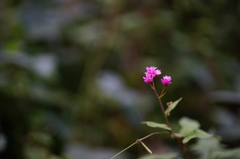 ぶら散歩 鎌倉中央公園 10/4 DSC00146