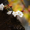 春の光
