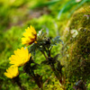 福寿草～春の訪れ