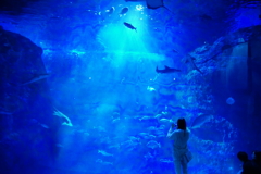 ナイトワンダーアクアリウム2016～月光に漂う水族館～⑪
