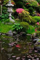 睡蓮の池 水鏡～仏行寺～