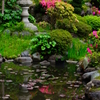 睡蓮の池 水鏡～仏行寺～