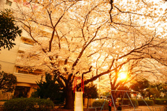 満開の夕桜を見上げて