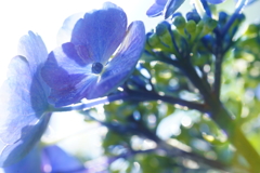 雨上がりの紫陽花