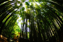 竹林の世界～報国寺～⑧