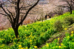 西平畑公園 まつだ桜まつり 2016 2/13 DSC05686