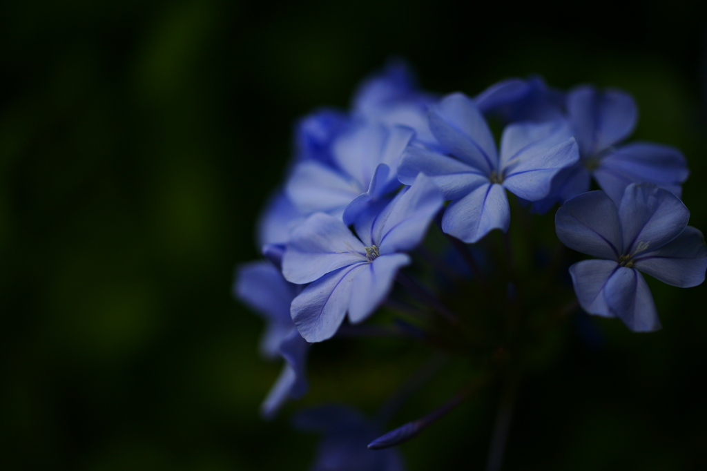 ぶら散歩 腰越 9/27 DSC06907