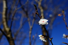 ちょびっと発見 冬桜①