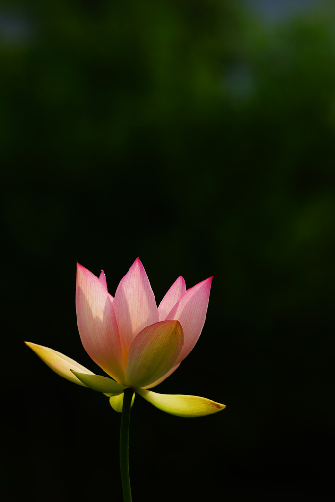 極楽の花開く季節 ③