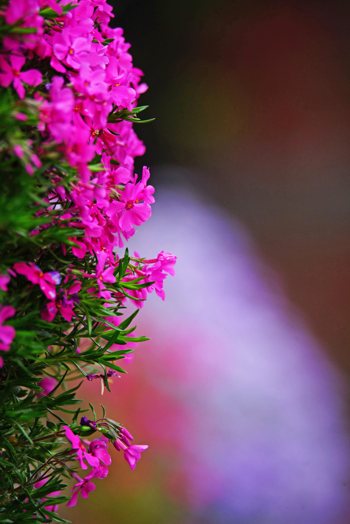 石垣彩る芝桜