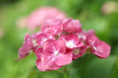 新林公園にて ぶら散歩 6/10 PICT2897