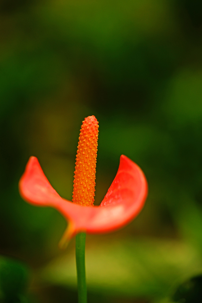 暫し暑さを忘れよう～観葉植物を眺めて ②