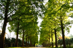 紅葉前のメタセコイア並木