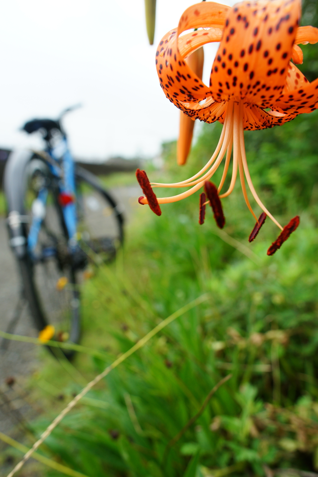 夏の朝ぶら 2016 7/16 DSC05867