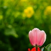 春がやって来たね～菜の花とチューリップ～