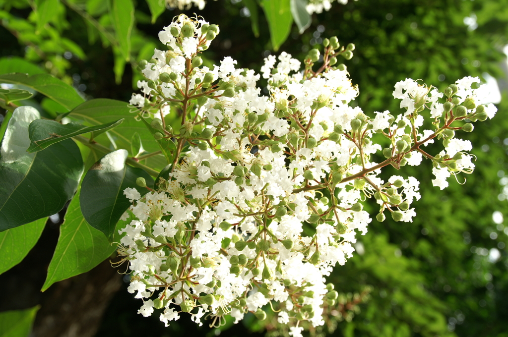 柳小路 ぶら散歩 7/15 PICT3489