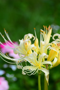 そろそろお彼岸～白花曼珠沙華～  DSC_2981