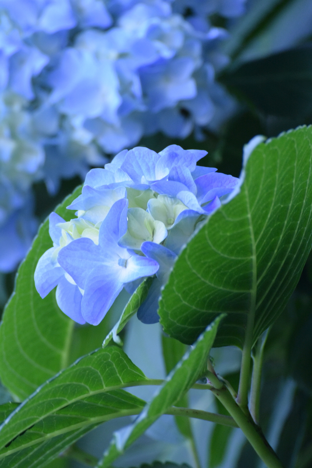 明月院ブルーに憧れて 2016 5/26 DSC_2637